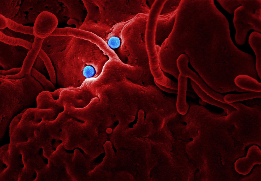 Coronavirus maatregelen Elburger Sportclub