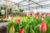 Tuincentrum de Nieuwstad nieuwe sponsor